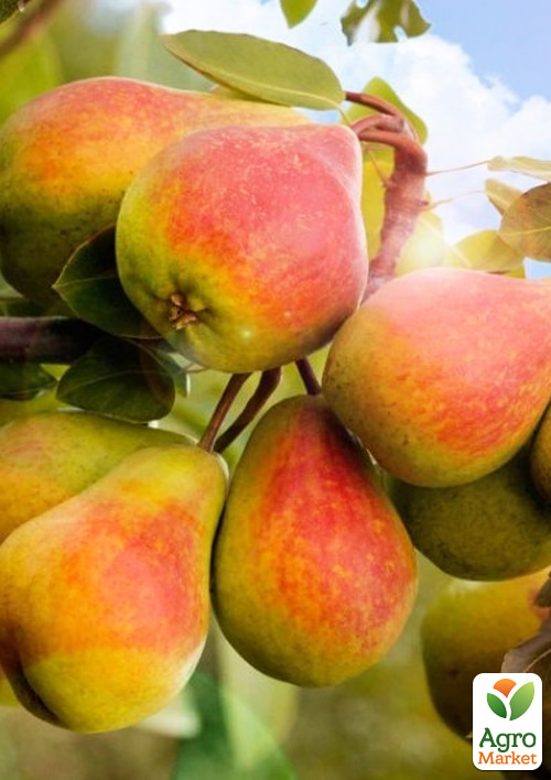 Груша "Александровка" (летний сорт, ранний срок созревания)