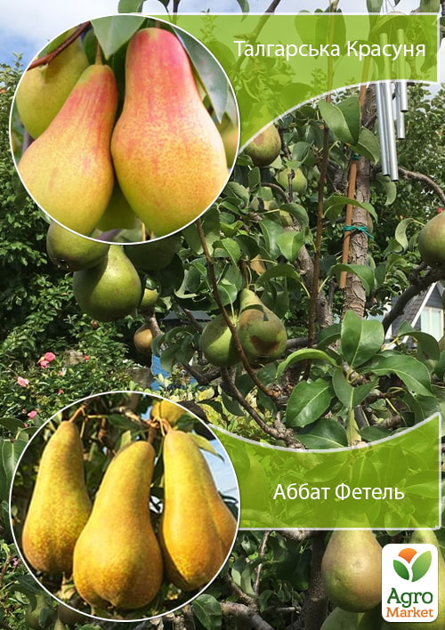 Дерево-сад Груша «Талгарська Красуня+Абат Фетель»