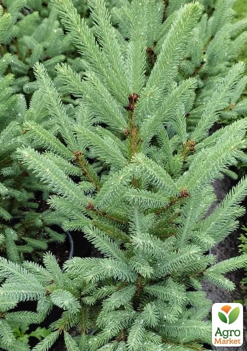 Ель канадская "Cinderella" С3 высота 45-55 см - фото 2
