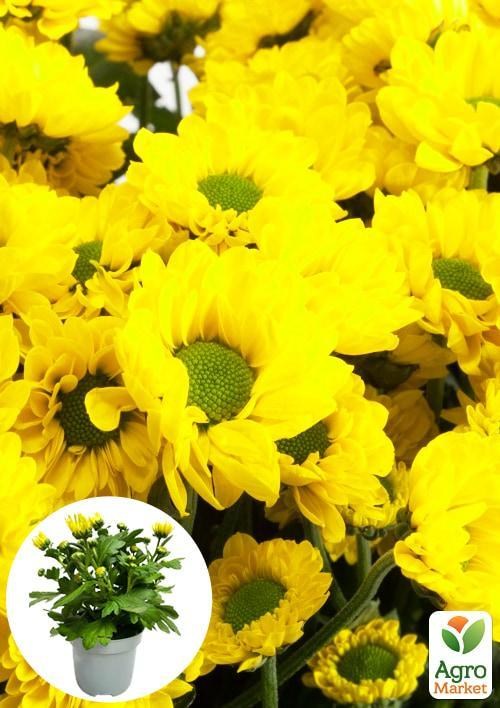 Хризантема "Classic Yellow" (Нидерланды)