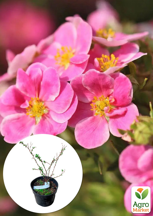 Перстач чагарниковий 2-х літній "Pink Paradise", С1.5