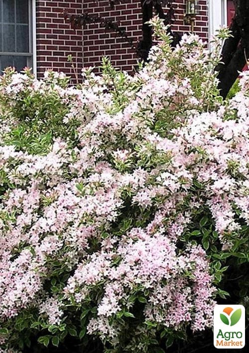 Вейгела 3-х річна "Splendid" С3, висота 80-100см - фото 2