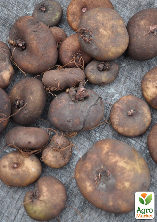 Цикламен персидский "Fuchsia" - фото 4