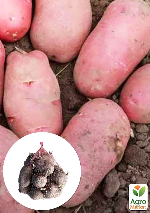 Уценка! Картофель "Каразон" семенной ранний (нетоварный вид) 4,5кг