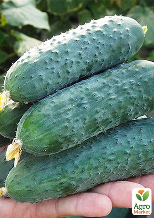 Огурец "Северин F1" ТМ "Beste Kern" 10шт - фото 2