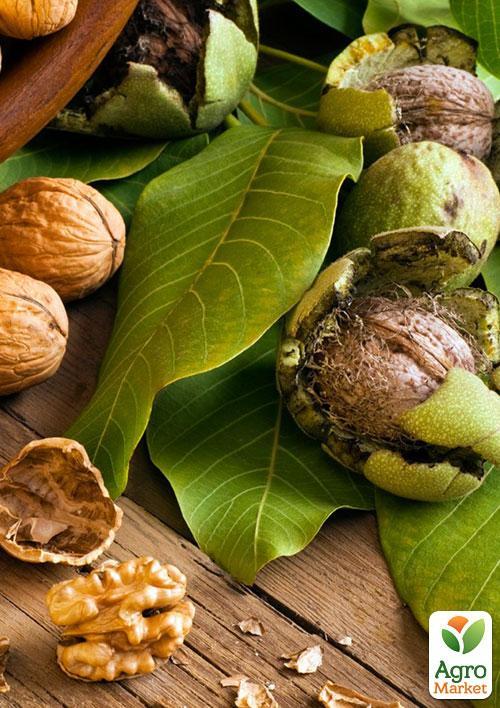 Грецкий орех "Идеал" (ранний срок созревания) - фото 5