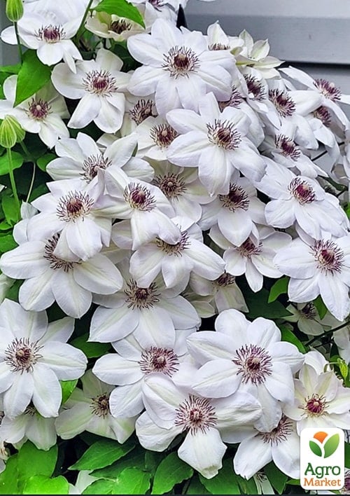 LMTD Клематис "Avalanche" 5-и летний (высота 110-130см)  - фото 6