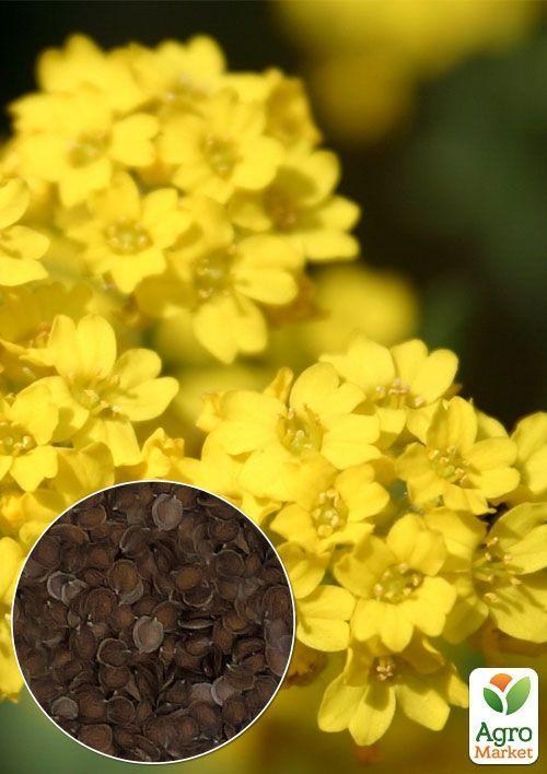 На вагу Аліссум ТМ "Весна" ціна за 2г