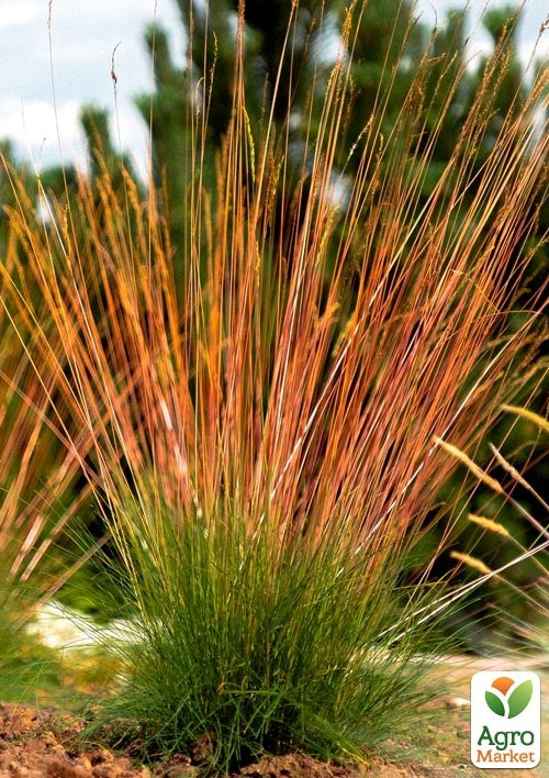 Овсяница краснолистная "Sunrise" вазон С1, высота 20-30см