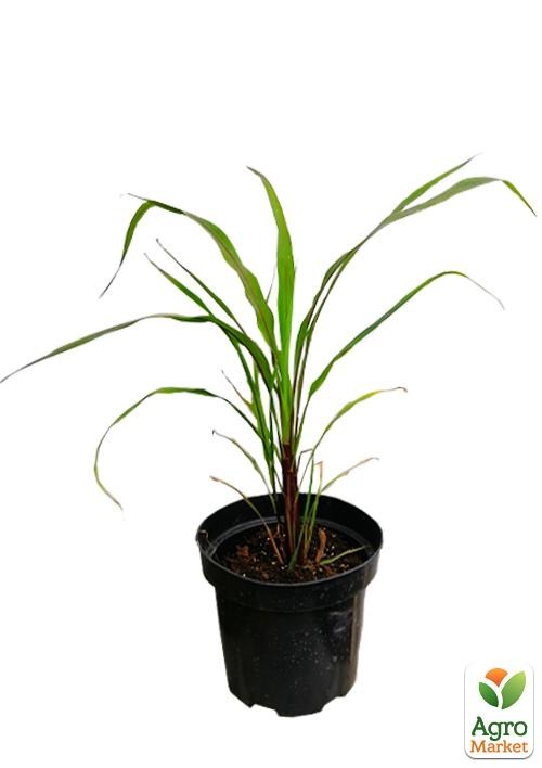 Пеннісетум сизий "Millet Purple Majesty" вазон С2 - фото 2