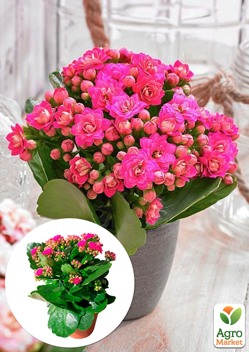 Каланхоэ Блоссфельда "Paars" (Kalanchoe Blossfeldiana) (Нидерланды)