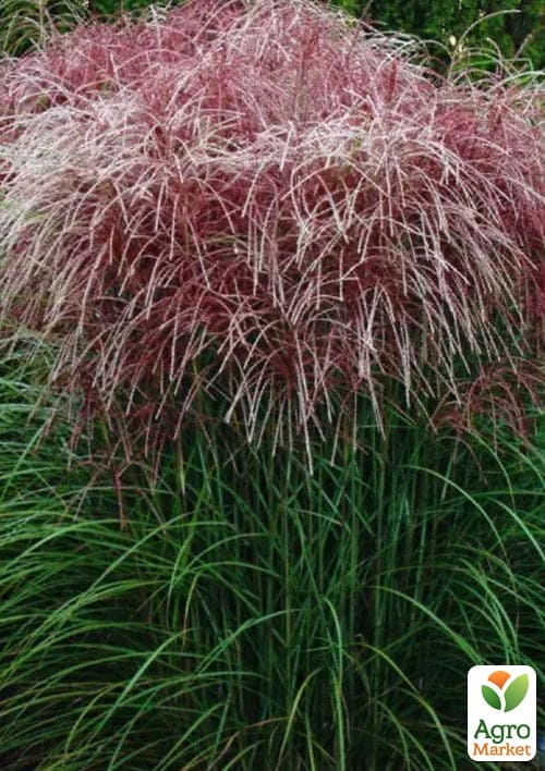 Мискантус китайский "Rotfeder" С1.5 - фото 3