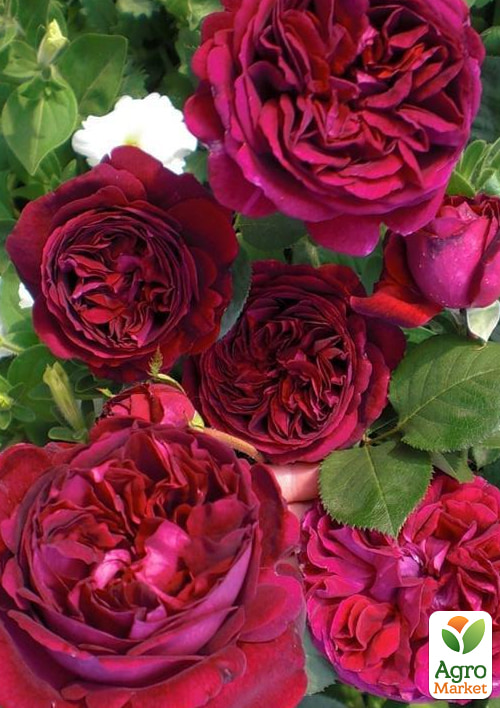 Роза английская "Falstaff" в контейнере, высший сорт - фото 2