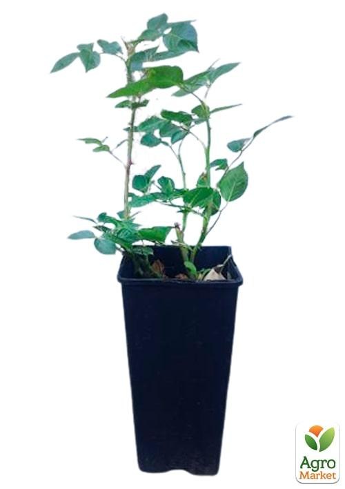 Роза в контейнере плетистая "Elfe" (саженец класса АА+) - фото 3