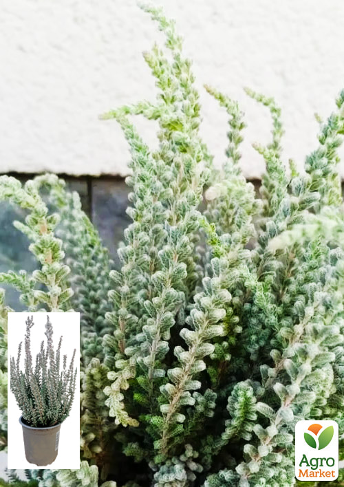 Вереск обыкновенный "Beoley Silver"