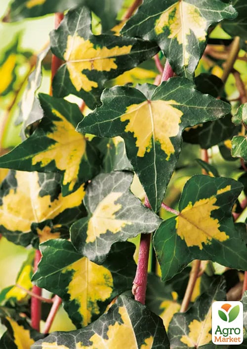 Плющ ряболистий "Gold Heart" контейнер Р9