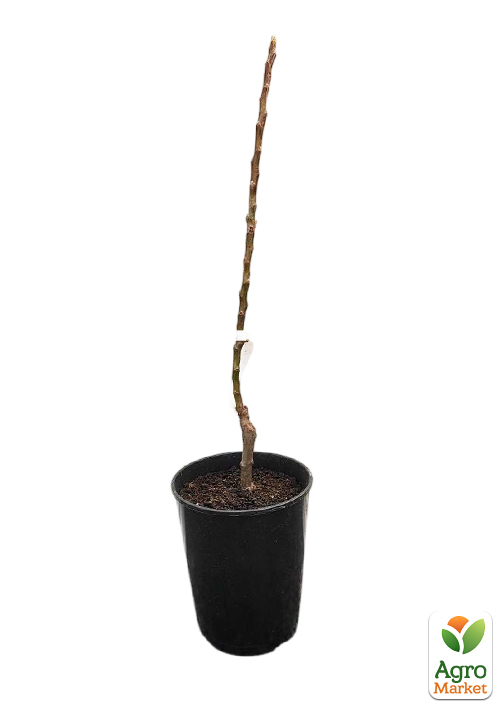 Яблоня "Питмастон" укорененная в контейнере (саженец 2 года) - фото 3