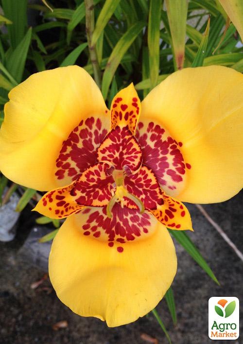 Тигридия "Желтая" 5шт