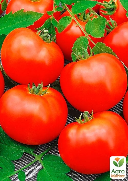 На развес Томат "Таяна" ТМ "Весна" цена за 2г - фото 2
