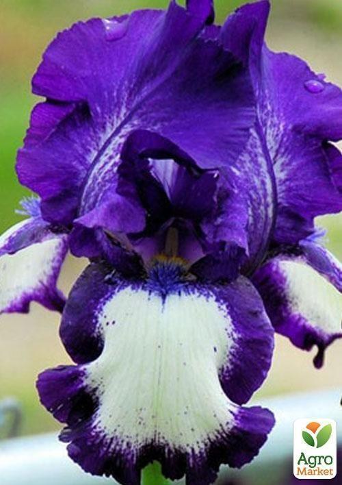 Ирис бородатый крупноцветковый "Circle Step" 1шт  в упаковке