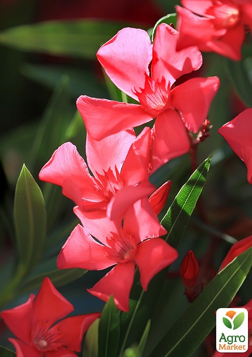Олеандр 2-х летний "Hardy Red" (высота 40-60см) - фото 4