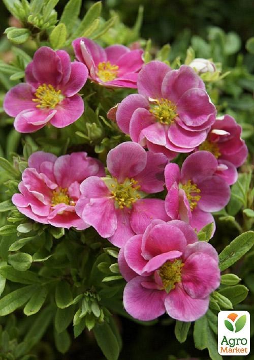Лапчатка Кустарниковая "Bellissima"