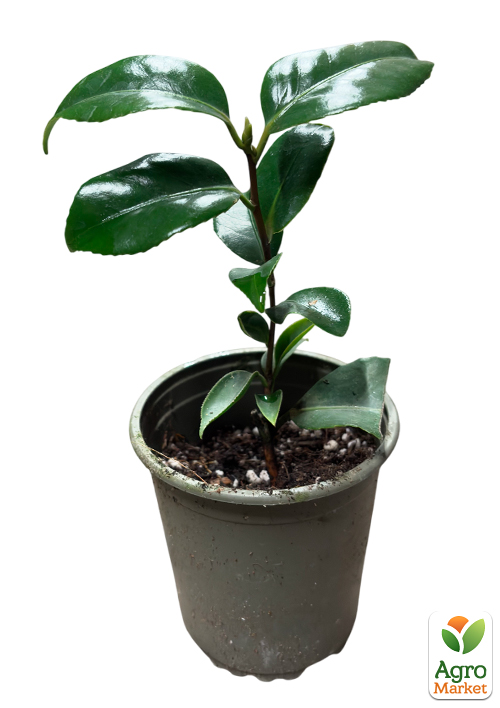 Камелія японська "Mary Williams" - фото 3