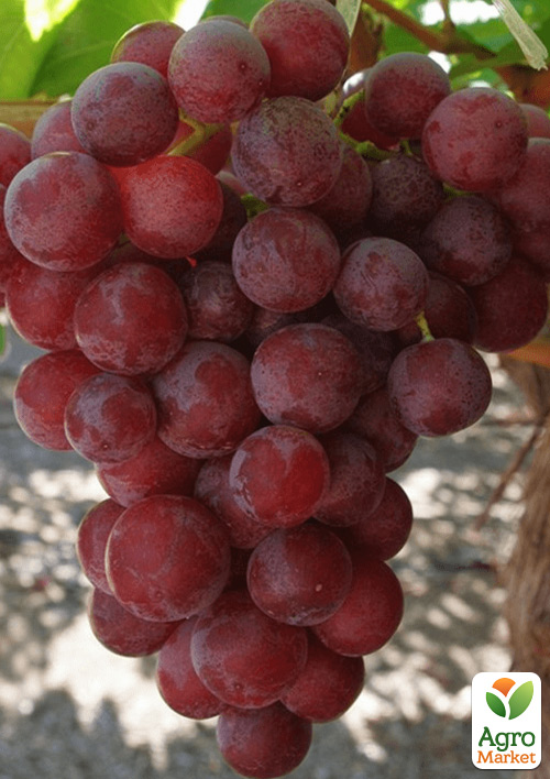 Виноград десертный "Бинго-Бонго" (сладкий гармоничный)