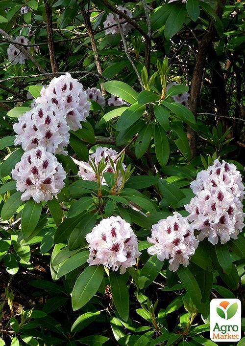 Рододендрон белый "Калсап" (Calsap) - фото 5