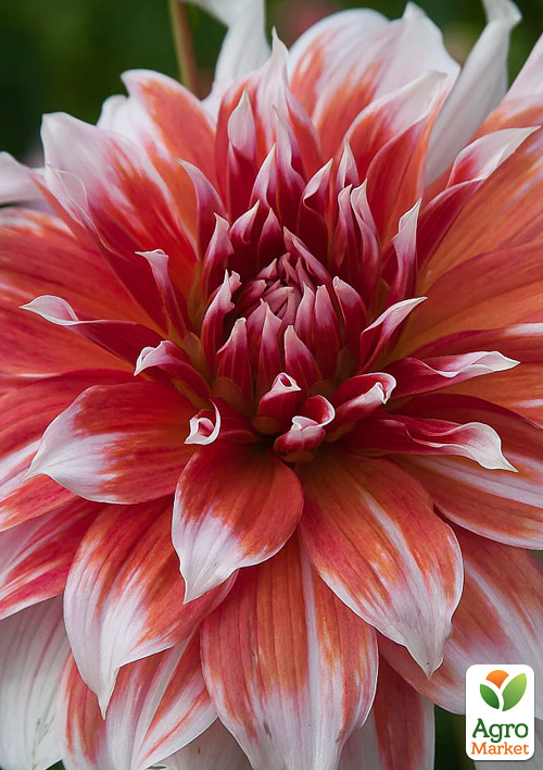 Георгина "Frost Nip" (гигантский цветок)