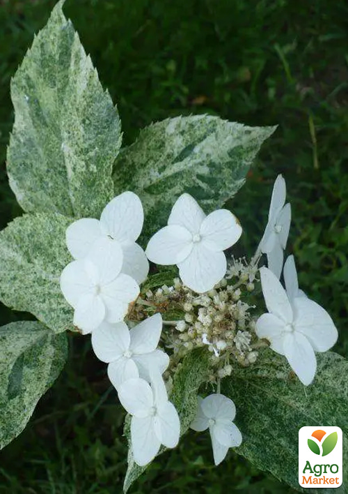 Гортензия 3-х летка метельчатая "Shikoku Flash" - фото 2