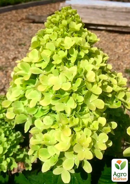 Гортензия метельчатая "Mojito"  - фото 5