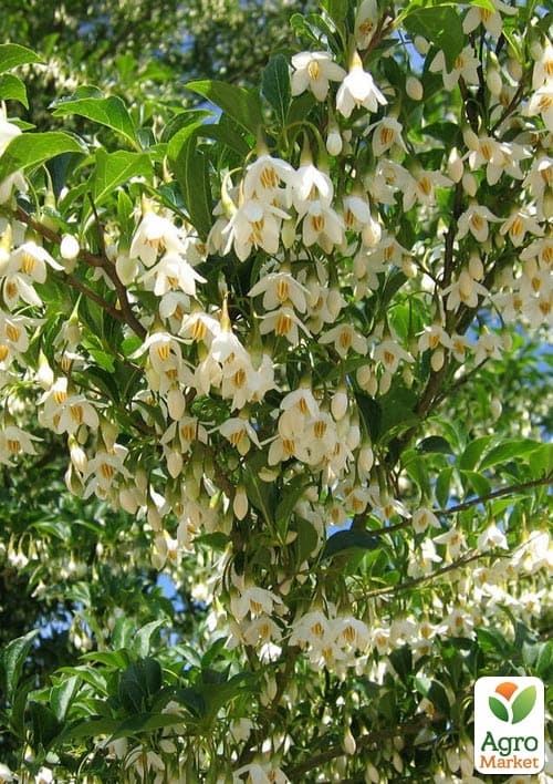 Стиракс Японський "Fragrant Fountain" (ароматний, декоративний) висота 20см - фото 2