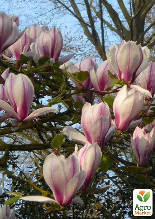 Магнолія 2-х річна оголена "Purpurascens" (висота 30-40см)