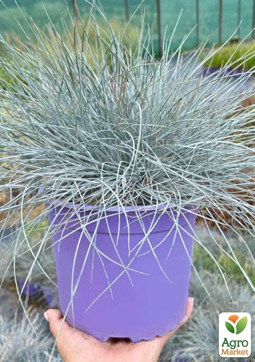 Вівсяниця сиза "Eisvogel" вазон С2, висота 15-30см