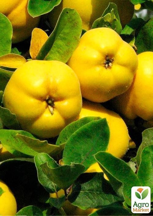 Айва "Кубанська урожайна" (осінній сорт, ранній термін дозрівання) - фото 3