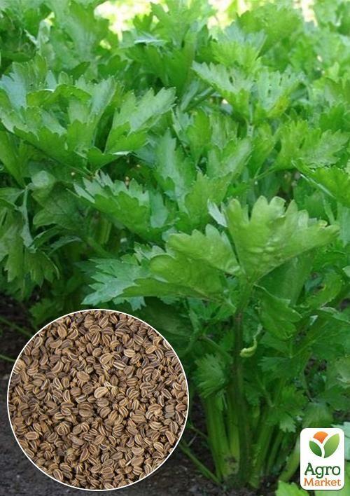 На вагу Селера листова ТМ "Весна" ціна за 2г