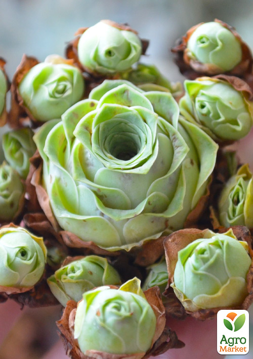 Гриновия "Green Rose"