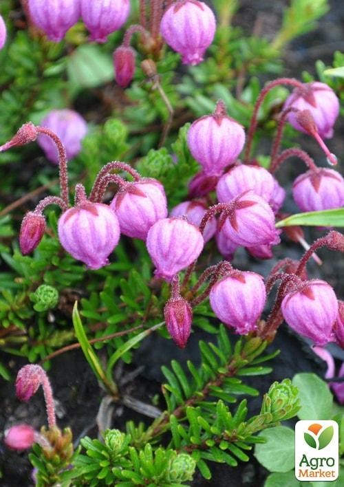 Водяника (Empetrum) - фото 4