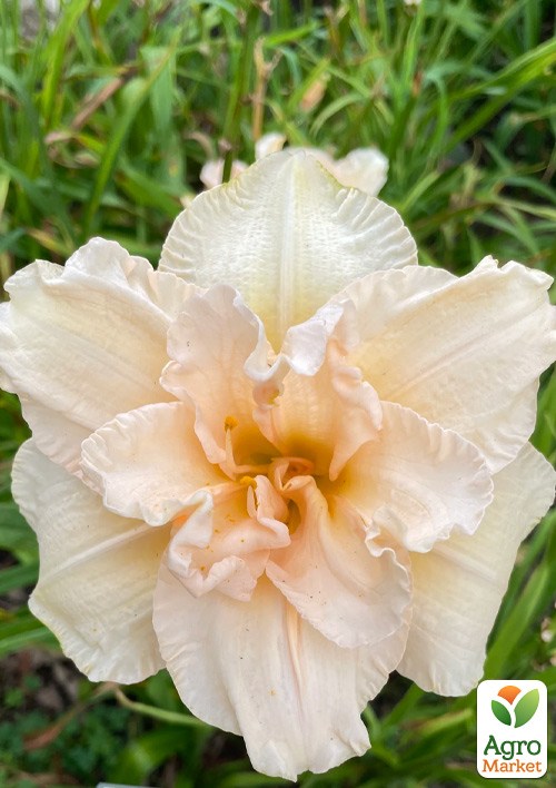 Лилейник "Land of Cotton" 1шт в упаковке