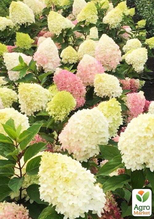 Гортензія 3-х річна волотиста "Pinkachu" - фото 4