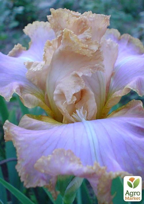 Ирис бородатый крупноцветковый "Ester Lace"  1шт в упаковке