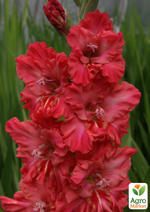 Гладиолус "Fire Frizzle" 3шт