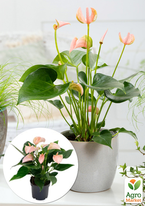 Антуриум (Anthurium) "Joli Peach"