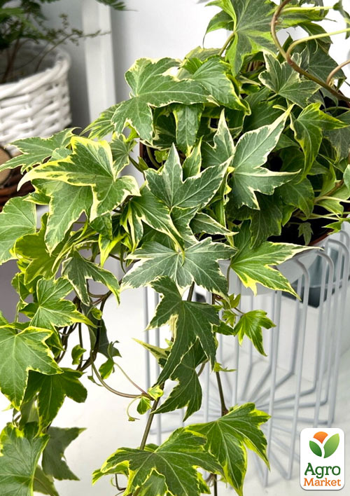 Плющ пестролистный "Mathilde" контейнер Р9