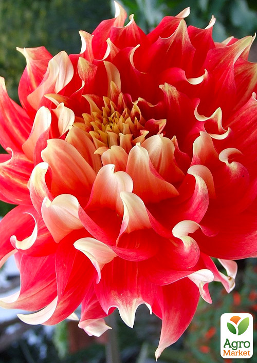 Жоржина "Bodacious" (гігантська квітка)