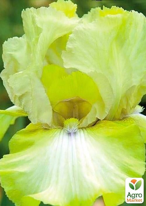 Ірис бородатий великоквітковий "County Cork" 1шт в упаковці
