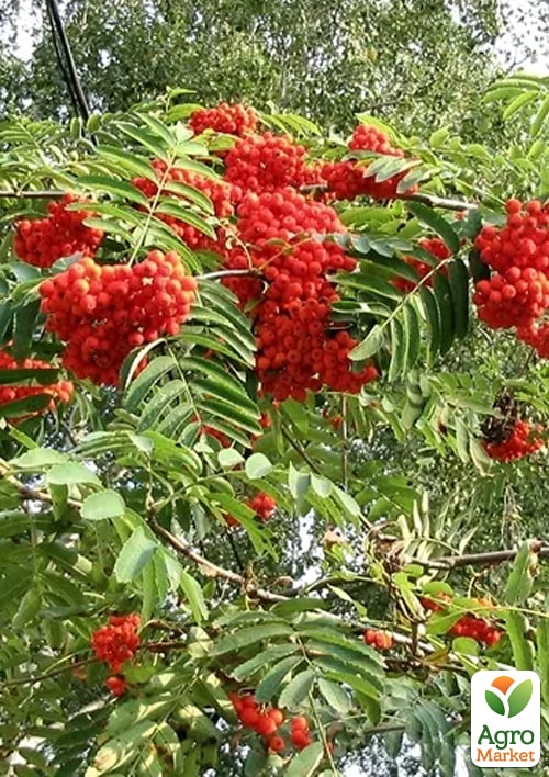 Рябина красная в контейнере - фото 6