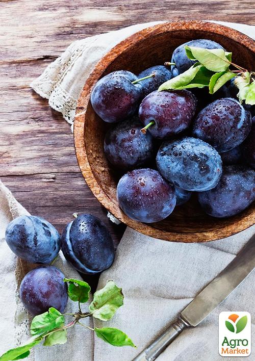 Слива "Калипсо" - фото 5