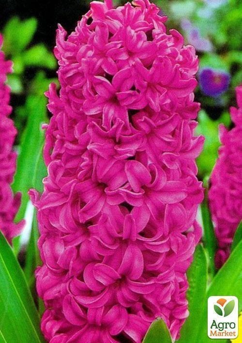 Гиацинт "Vuurbaak" 2шт в упаковке